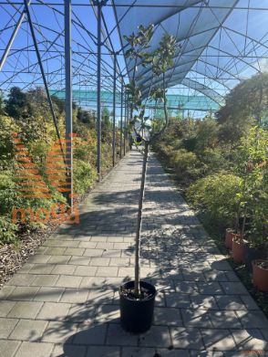 Malus domestica "Ananas Reneta" |6/8|Half standard|M26|C