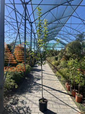 Mespilus germanica |6/8|Half standard|C