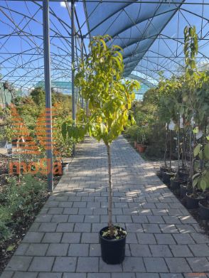 Prunus persica nucipersica "Fantasia" |6/8|Half standard|SEJANEC|C