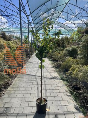 Prunus armeniaca "Precoce" |6/8|Half standard|C