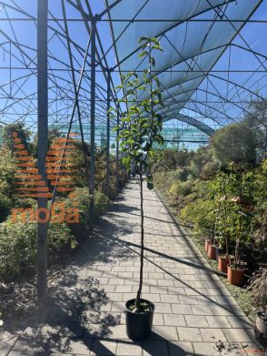 Pyrus pyrifolia |6/8|Half standard|SEJANEC|C