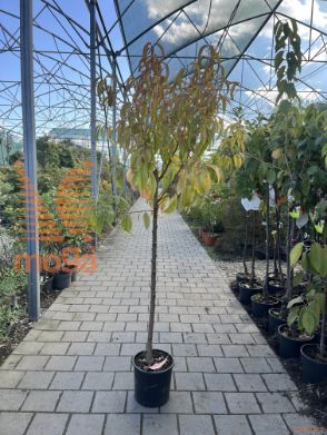 navadna breskev "Maria Bianca"