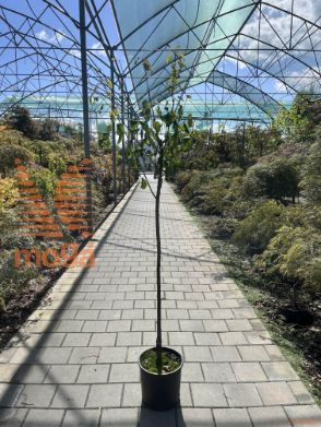 Prunus domestica "California Blue" |6/8|Half standard|C