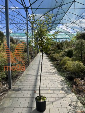 Prunus domestica "Morettini 355" |6/8|Half standard|MIRABOLANA|C