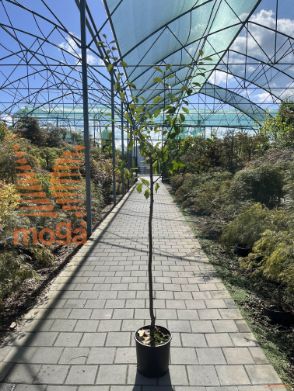 Prunus domestica "President" |6/8|Half standard|MIRABOLANA|C