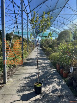 Malus domestica "Polpa Rossa" |6/8|Half standard|M26|C