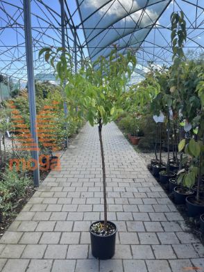Prunus persica "Sanguinole" |6/8|Half standard|SEJANEC|C