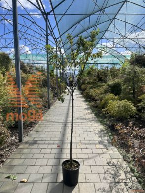 Prunus salicina "Angeleno" |6/8|Half standard|MIRABOLANA|C