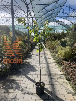 Prunus avium "Dolcenera" |6/8|Half standard|GISELA|C