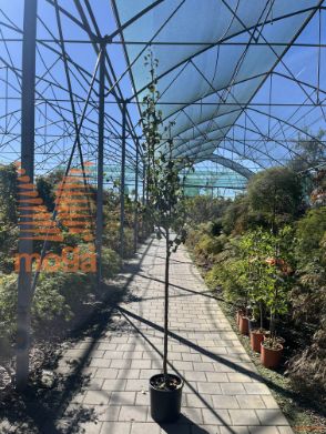 navadna hruška "Beurre Hardy"