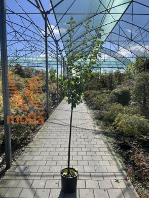 Prunus armeniaca "Orange" |6/8|Half standard|MIRABOLANA|C