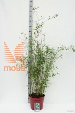 http://twentheplant.nl/tsd/60990_FAJIUZHA_9C10080100_1.jpg