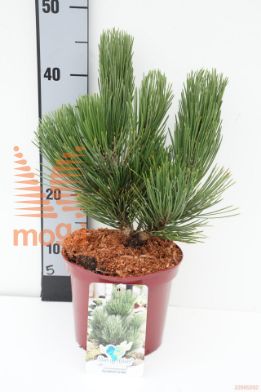 http://twentheplant.nl/tsd/60990_PIHDOUDE_8P19025030_1.jpg
