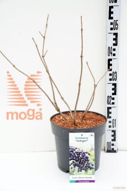 http://twentheplant.nl/tsd/91250_SANH71_8P23_1.jpg