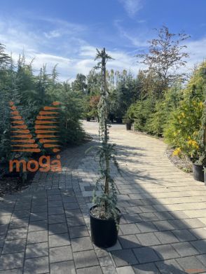 Cedrus atlantica "Glauca Pendula" |125-150|C
