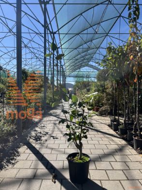 navadna leska "Kentish Cob"