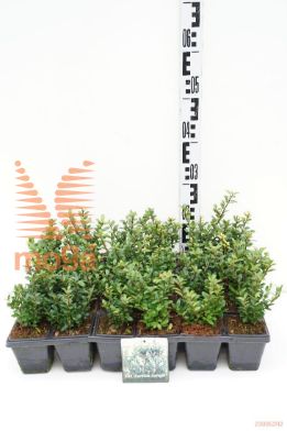 http://twentheplant.nl/tsd/76887_ILCCUPRI_GP09KWEEKTR_1.jpg