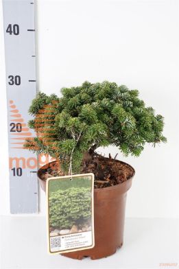 http://twentheplant.nl/tsd/60990_ABKBRILL_8P19020025_1.jpg