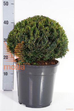 http://twentheplant.nl/tsd/55028_TABHGIGA_VBL2530P24_1.jpg