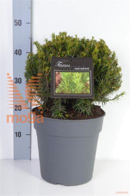 http://twentheplant.nl/tsd/55028_TAMGROEN_VBL2530P24_2.jpg