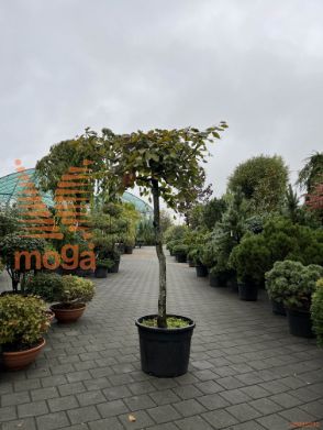 Fagus sylvatica "Purpurea Pendula" |18/20|3/4 stem|C