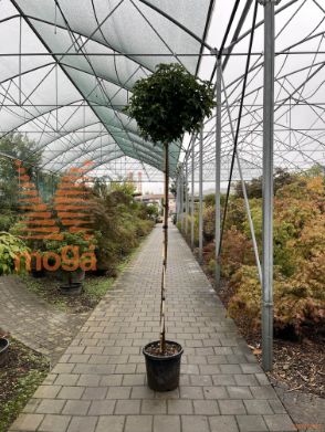 Liquidambar styraciflua "Gum Ball" |8/10|High standard|C25