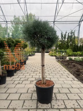 Pinus sylvestris "Watereri" |Half standard|C15