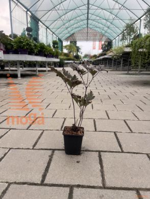 svetilka "Pink Spike"