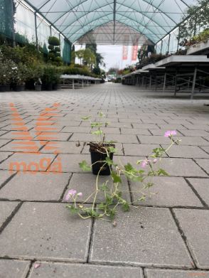 krvomočnica "Dreamland"