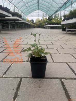 jesenska vetrnica "Prinz Heinrich"