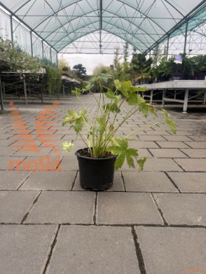 veliki zali kobulček "Shaggy"