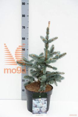 http://twentheplant.nl/tsd/55037_PIPOLDEN_8P26040050_1.jpg