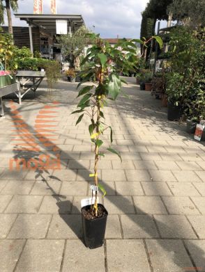 drobnoplodni kivi "Ananasnaya"