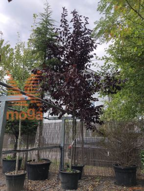 virginijska češnja "Canada Red"