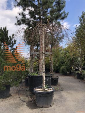 Betula pendula "Youngii" |20/25|High standard|extra|C