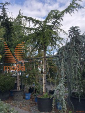 Cedrus deodara "Pendula" |20/25|High standard|C