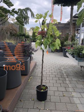 Ficus carica "Turca Nero" |6/8|Half standard|C