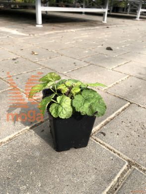 srčastolistna tiarela