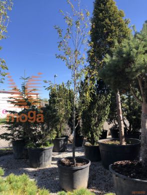 Amelanchier lamarckii |12/14|Half standard|C