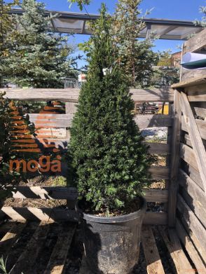 Taxus baccata |60-80|Cone|C