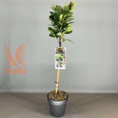 http://twentheplant.nl/tsd/56050_PRLBONAP_S050P19_1.jpg