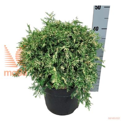 http://twentheplant.nl/tsd/55037_CHLPSWIR_8P24030040_1.jpg