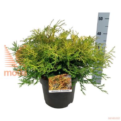 http://twentheplant.nl/tsd/55037_CHOKAMAR_8P24040050_1.jpg