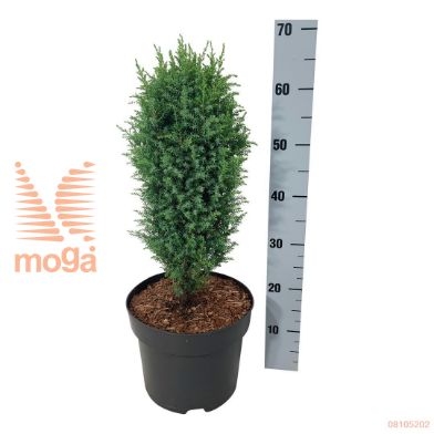 http://twentheplant.nl/tsd/55037_JUCCOMPR_8P24040050_1.jpg