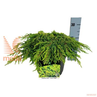 http://twentheplant.nl/tsd/55037_JUCLCARP_8P24030040_1.jpg