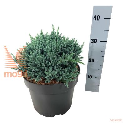 http://twentheplant.nl/tsd/55037_JUSTBLUE_8P24025030_1.jpg