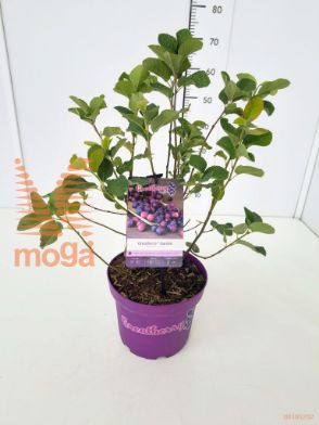 http://twentheplant.nl/tsd/91250_AMAGGARD_8P23040050_1.jpg