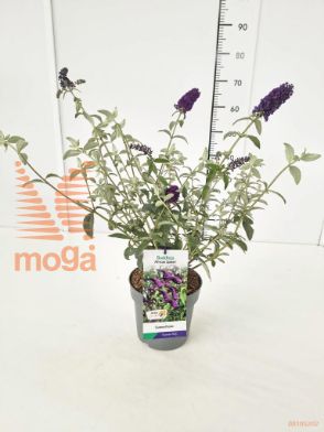 http://twentheplant.nl/tsd/91250_BUDAQUEE_8P19_1.jpg