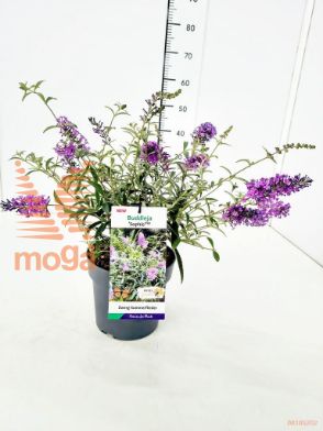 http://twentheplant.nl/tsd/91250_BUDSOPHI_8P19_1.jpg