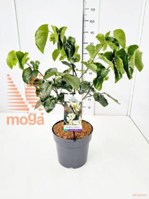 http://twentheplant.nl/tsd/91250_CECRWHIT_9C10080100_1.jpg